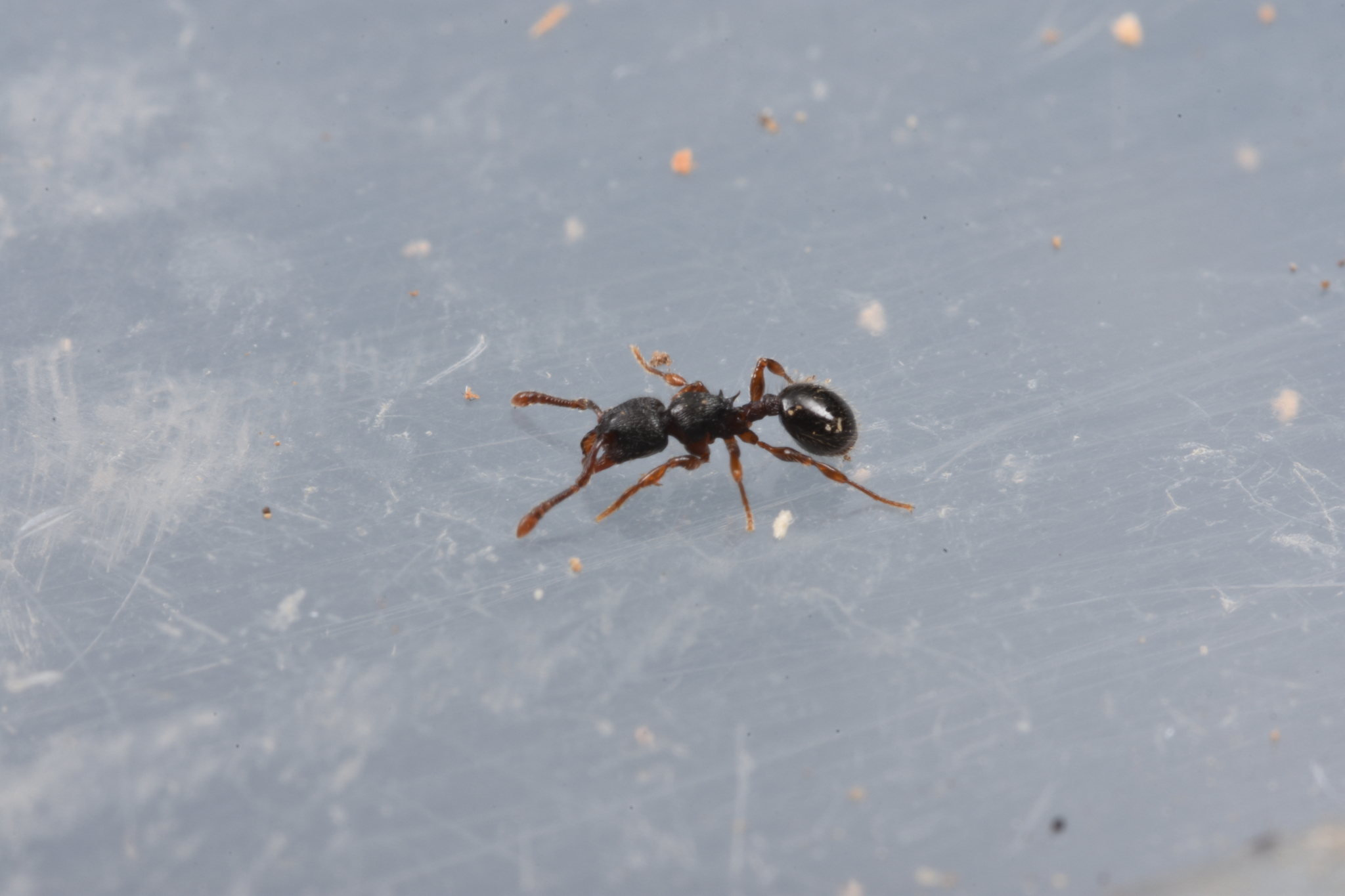 Myrmecina eruga