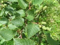 Alnus maximowiczii