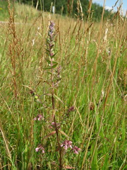 Odontites vulgaris