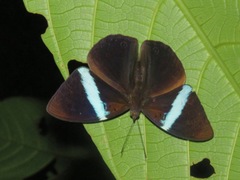 Amnosia decora