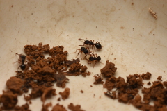 Myrmecina