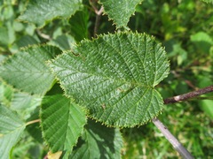 Alnus maximowiczii