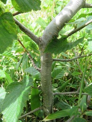 Alnus maximowiczii