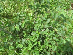 Alnus maximowiczii