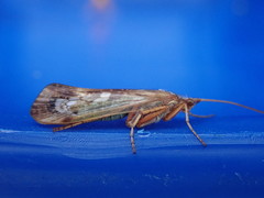 Limnephilus marmoratus