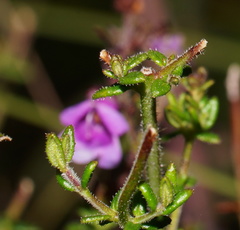 Prostanthera hirtula
