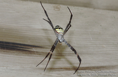Argiope amoena