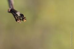 Holopogon nigripennis