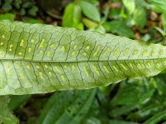 Leptochilus hemionitideus