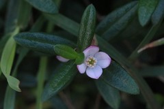 Cyanothamnus polygalifolius