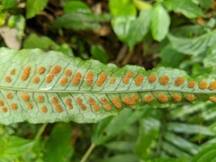 Leptochilus hemionitideus