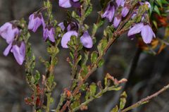 Tetratheca pilosa