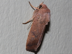Proteuxoa porphyrescens