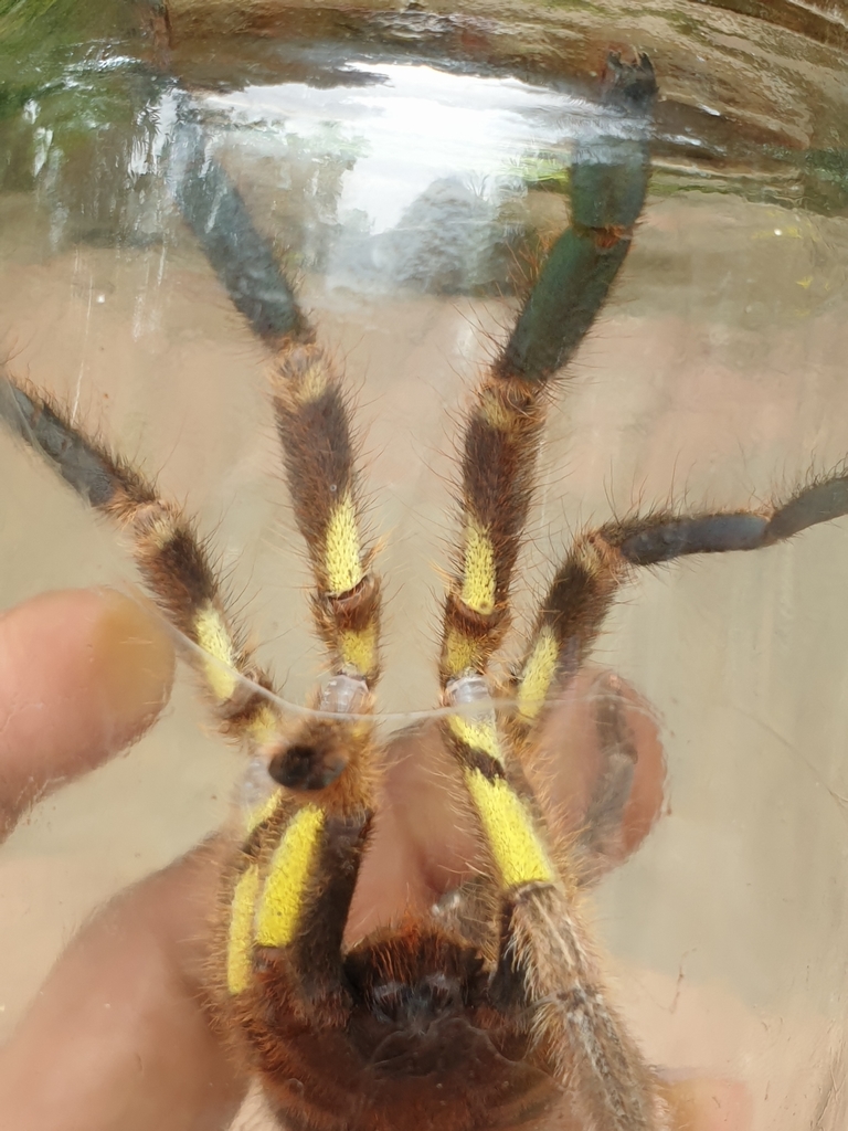 Rameshwaram Ornamental Tarantula (Poecilotheria hanumavilasumica) ·  iNaturalist