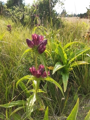 Gentiana pannonica