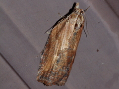 Cryptoptila immersana