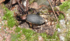 Carabus jankowskii