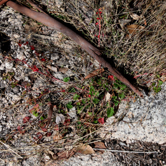 Pelargonium inodorum