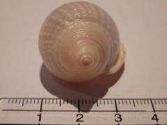 Semicassis semigranosa