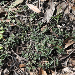 Opercularia hispida