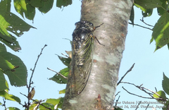 Cryptotympana facialis