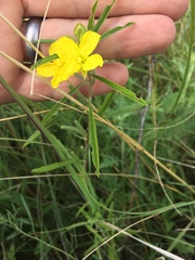 Oenothera serrulata