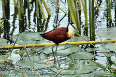 Actophilornis africanus