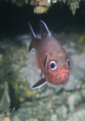 Trachichthys australis