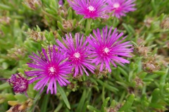 Delosperma cooperi
