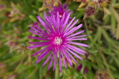 Delosperma cooperi