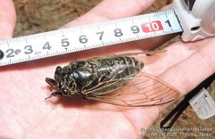 Cryptotympana facialis