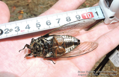 Cryptotympana facialis