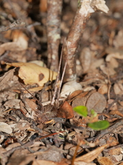 Corybas cryptanthus