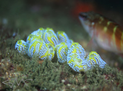 Botrylloides magnicoecus