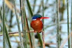Corythornis cristatus