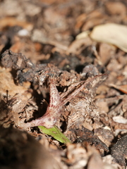 Corybas cryptanthus