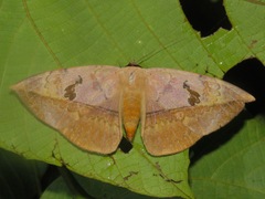Hypopyra pudens