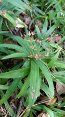 Cyperus albostriatus