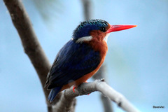 Corythornis cristatus