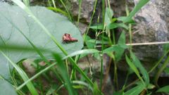 Telamona ampelopsidis