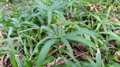 Cyperus albostriatus