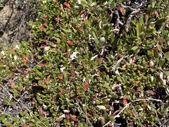 Arctostaphylos uva-ursi