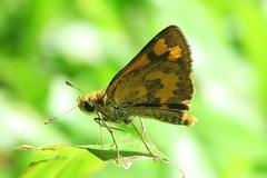 Taractrocera archias