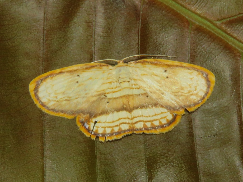 Drapetodes fratercula