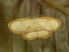 Drapetodes fratercula
