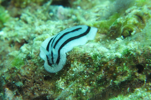 Phyllidiopsis xishaensis