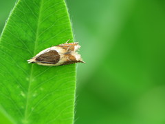 Ancylis badiana