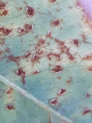 Uromyces trifolii-repentis