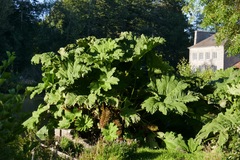 Gunnera tinctoria