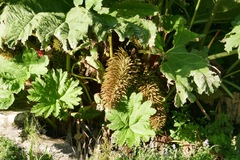 Gunnera tinctoria